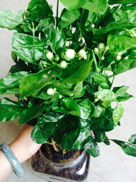 养好茉莉花该怎样选花盆,养好茉莉的技巧与方法