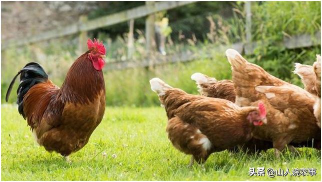 嗉囊疾病,嗉囊炎最新治愈方法