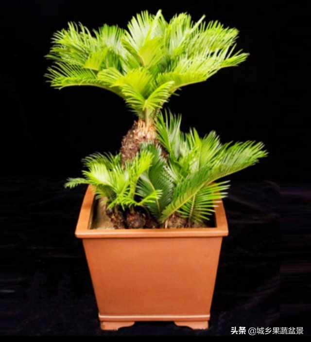 铁树盆景养殖技巧,铁树盆景制作全过程