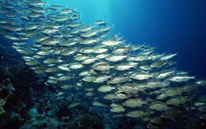 【探索鲲鹏】之二“鲲”不是一条鱼，而是一个庞大的鱼群