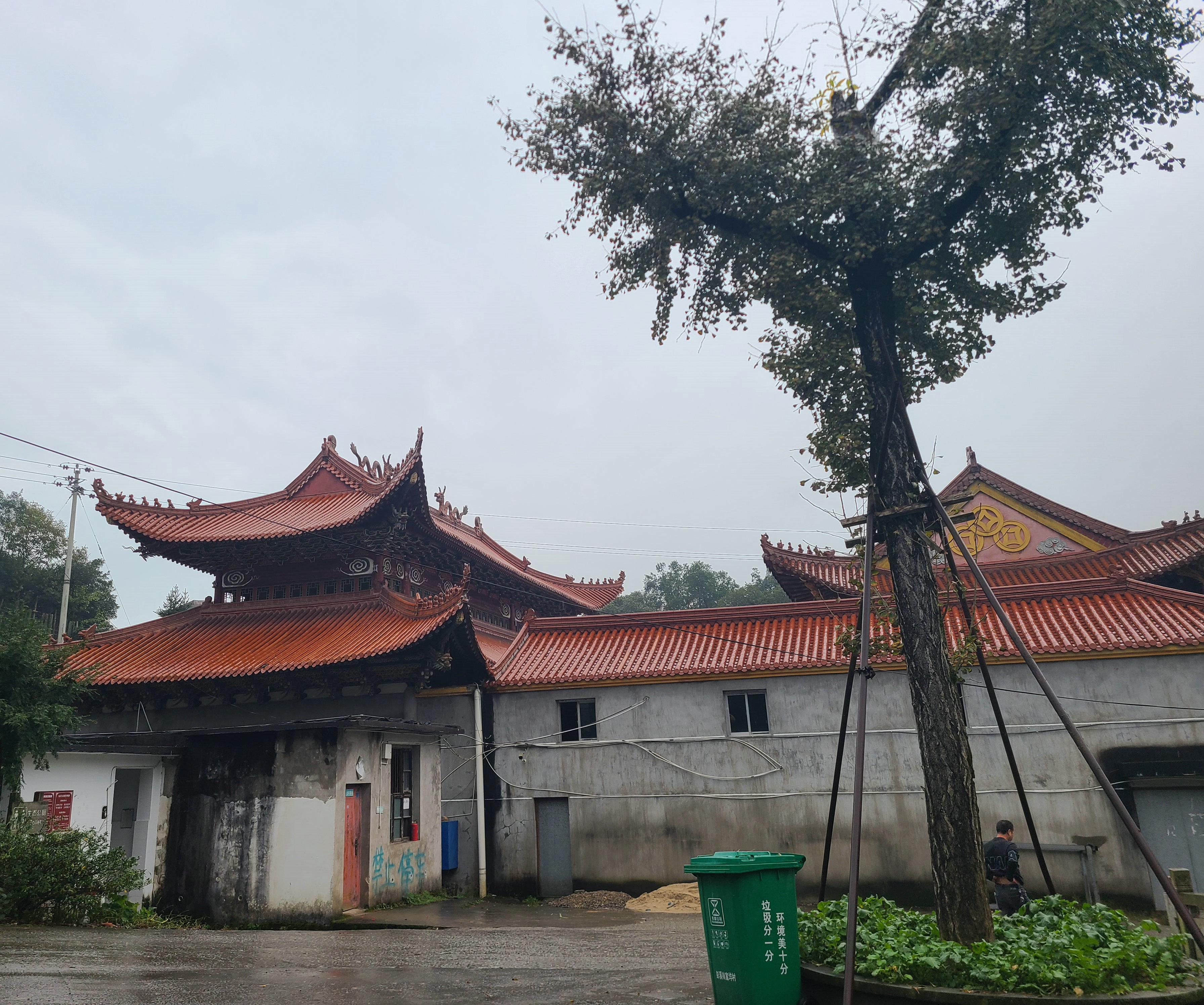 泰顺最出名的茶叶 (泰顺名茶有哪些)