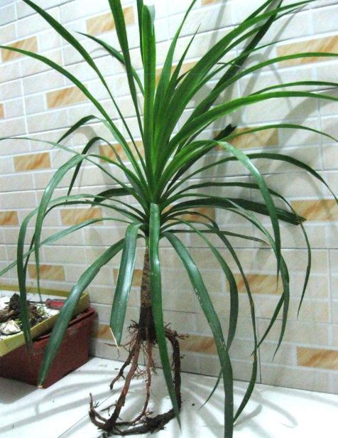 怎样能让龙血树多发杈,怎样让龙血树长侧枝