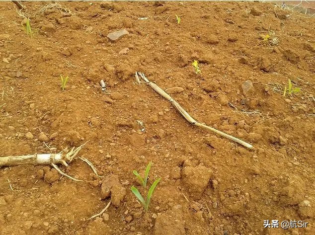 玉米种下后遇下雨迟迟不出苗咋办,玉米播种后不发芽怎么办