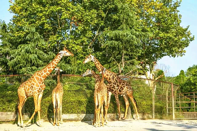 中国哪些动物园可以跟熊猫互动,国内拥有熊猫的动物园有哪些