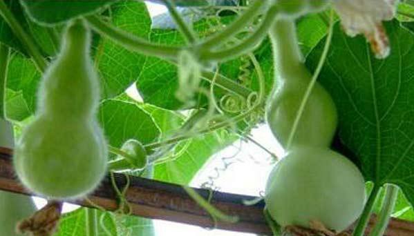 手捻葫芦种植技术,手捻葫芦怎么盘玩