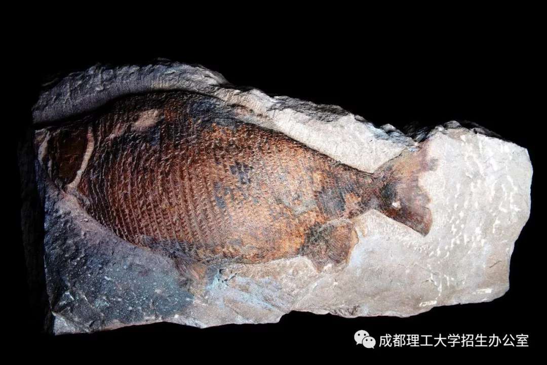 成都超“火”高校：占地2890亩，坐拥4大网红食堂，获人民日报关注！