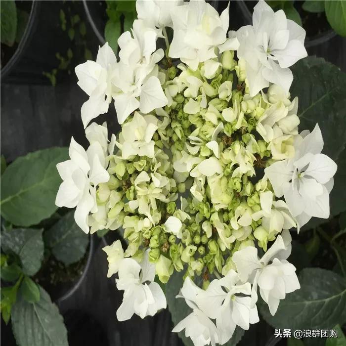 十种好看的绣球,最好看的绣球花视频