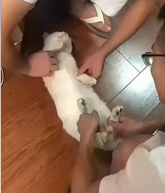 原来猫咪也会这样走路,原来猫咪平时都是踮着脚走路的