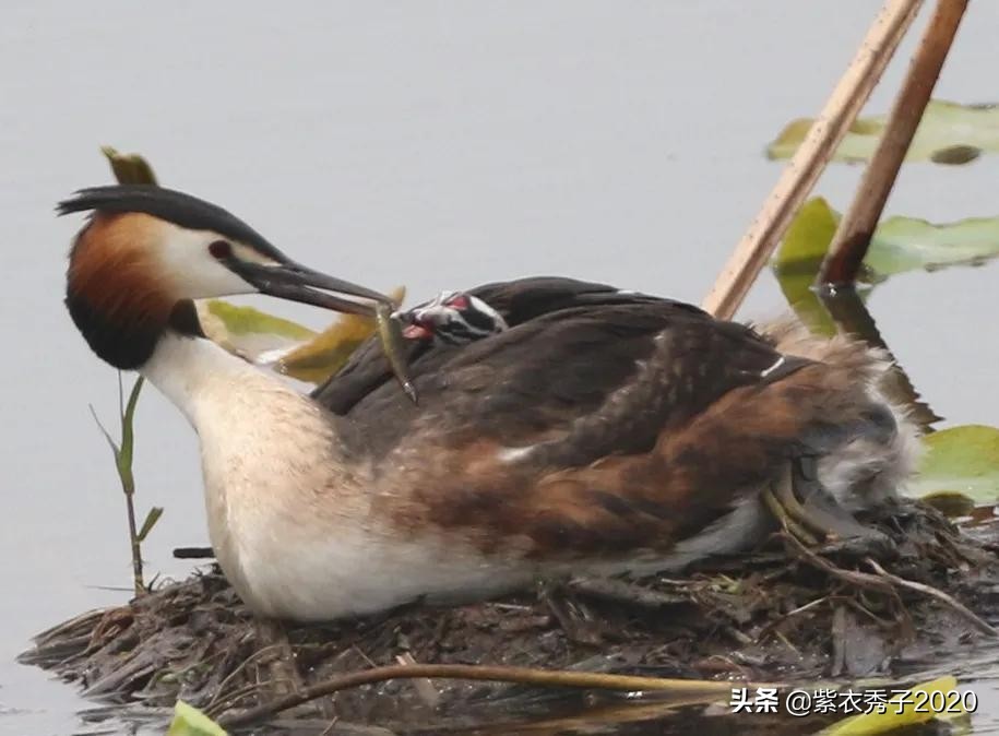 刚出生的鱼宝宝很大,刚生出来的鱼宝宝不怎么动呢