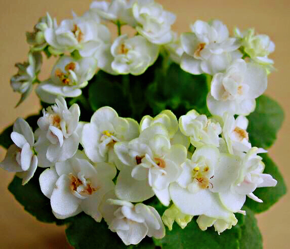 紫罗兰花卉大全,紫罗兰花卉盆栽图片