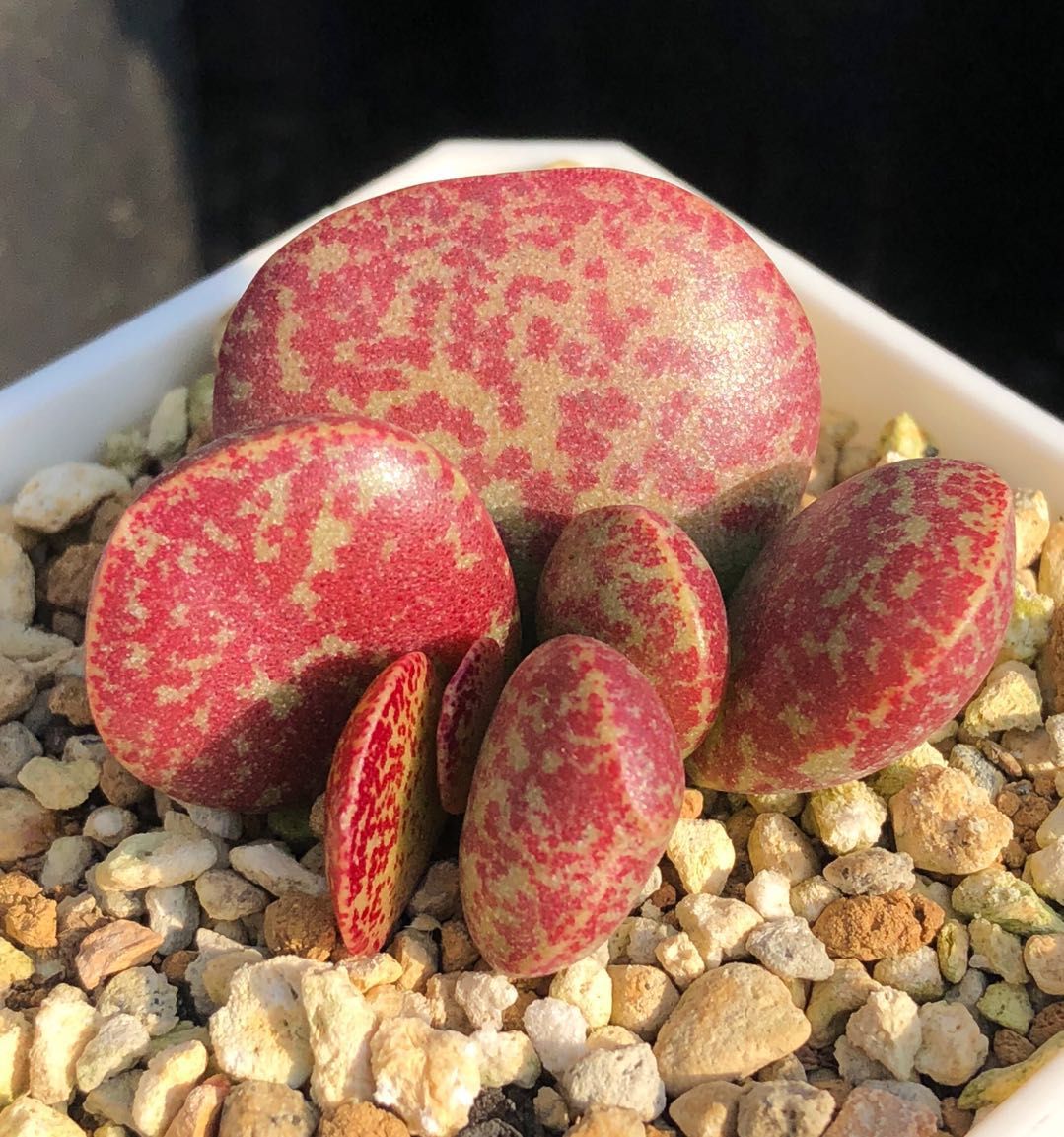 全部水泡类多肉,水泡多肉耐冻不