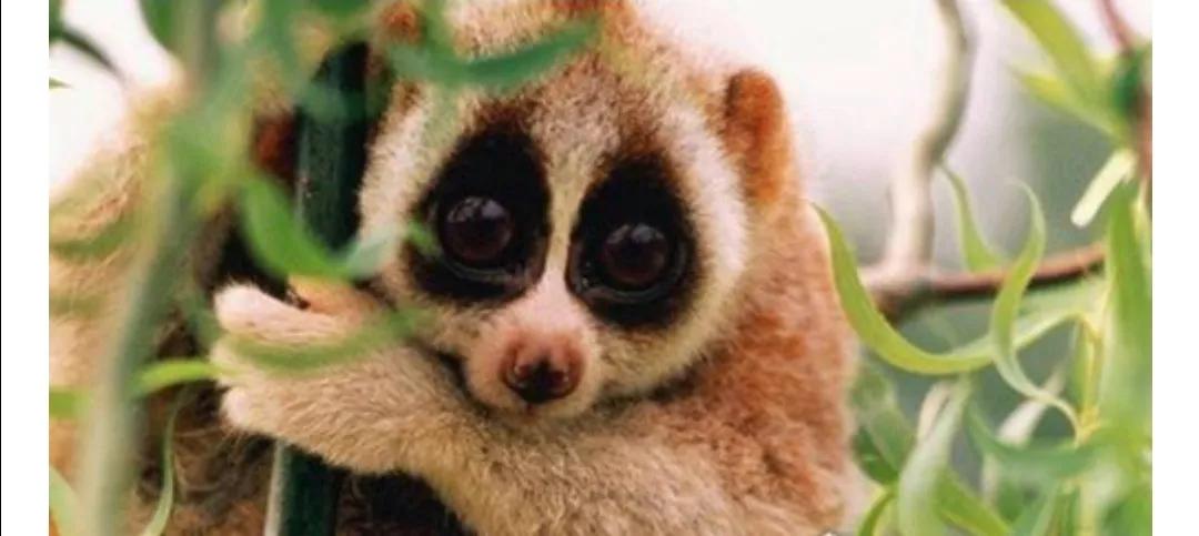 马赛马拉草原旅游攻略,马赛马拉草原上的草种类