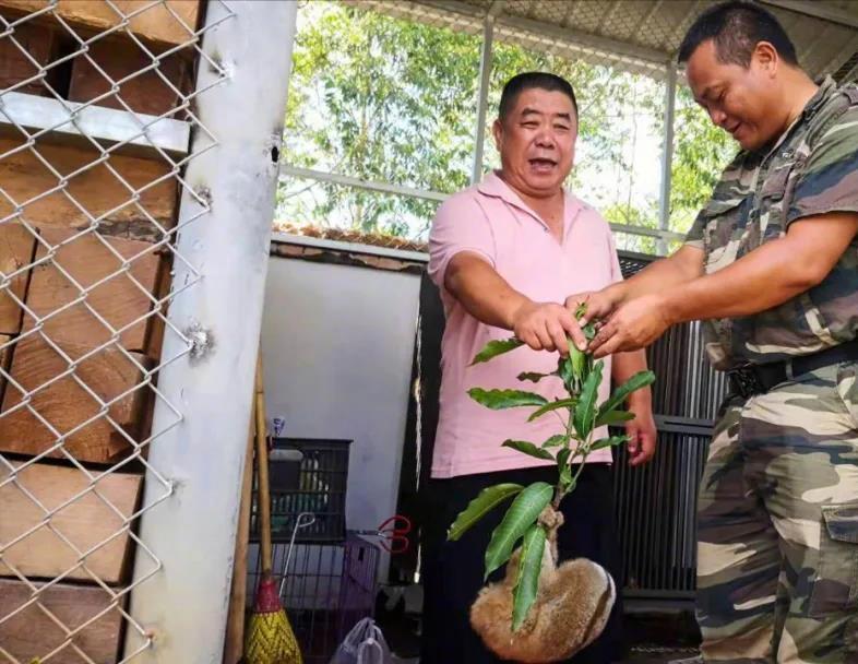 云南有野生蜂猴,云南德宏一级保护动物蜂猴
