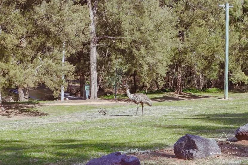 澳洲|春意堪培拉,看袋鼠、品酒、赏花、住进动物的家