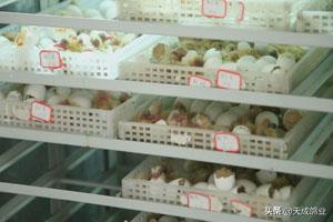 肉鸽人工孵化的几个关键步骤,肉鸽人工孵化养殖技术