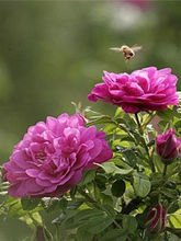 各种玫瑰的花语大不同,不同颜色玫瑰的花语与寓意是什么