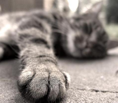 猫咪会中毒吗，猫咪中毒前如何预防，宠物猫中毒该如何治疗？