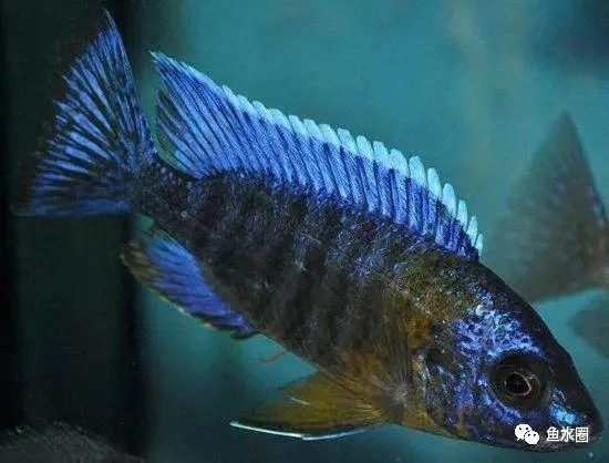 三湖慈鲷马鲷孔雀鱼多久发色,三湖慈鲷鱼之马鲷鱼
