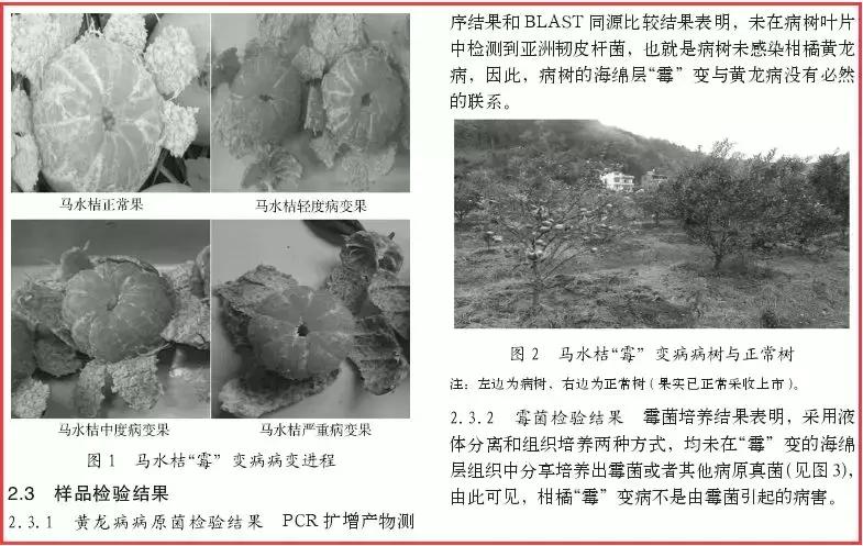 柑橘知识科普,柑桔知识