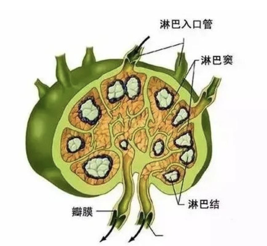颌下淋巴结肿大预示什么,肺结核为什么引起淋巴结肿大