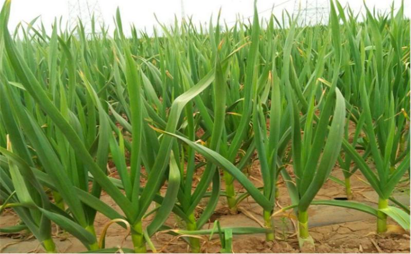 大蒜从种植到采收蒜苗要多久,种大蒜时需要做哪些准备工作