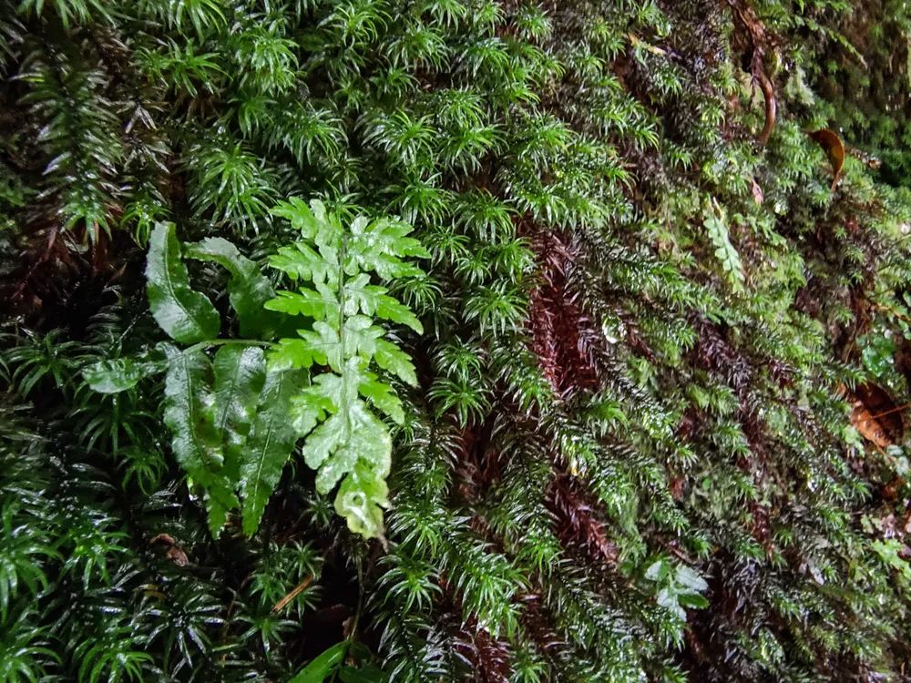 vivonex3和vivonex3s,vivonex3和vivonex3s区别