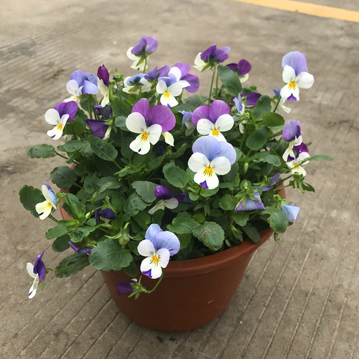 涓夌鑺卞ソ鐪嬪ソ鍏诲張濂介椈,涓夌鑺卞啀婕備寒涔熶笉瑕佸吇