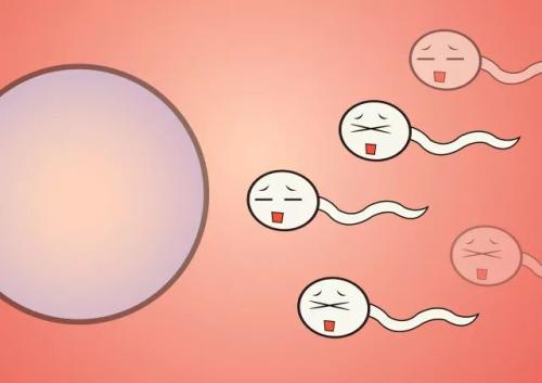 备孕精子多久质量最好,备孕期间精子几周质量最好