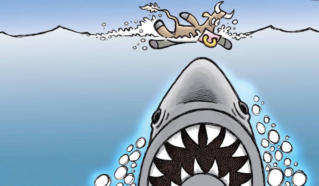 鲨鱼的视觉嗅觉听觉哪个强,鲨鱼有什么特殊的本领