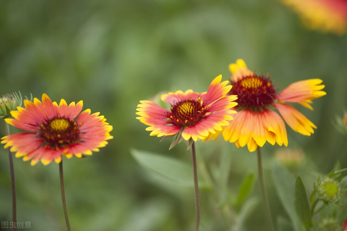 郁郁葱葱的多肉植物,适合阳光足的一年四季开花的植物