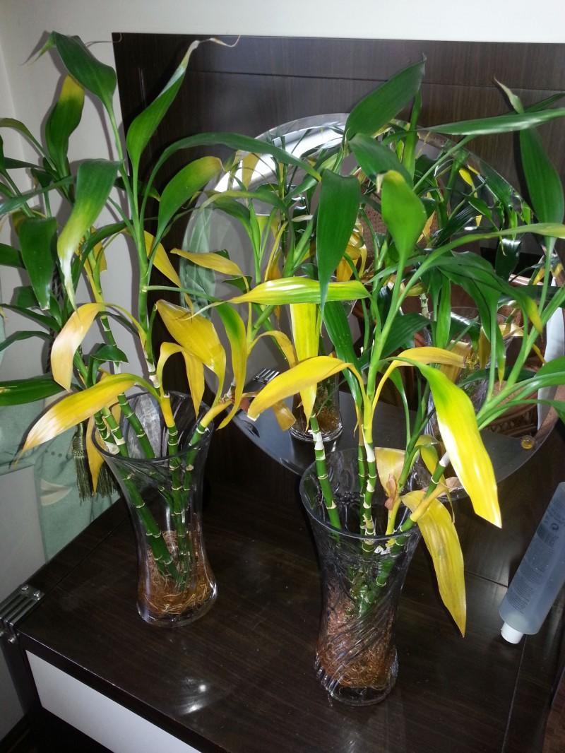 富贵竹叶子发黄怎么加营养液,富贵竹叶子发黄使用什么营养液