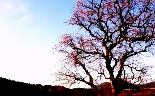 老柿树散文,柿树文章