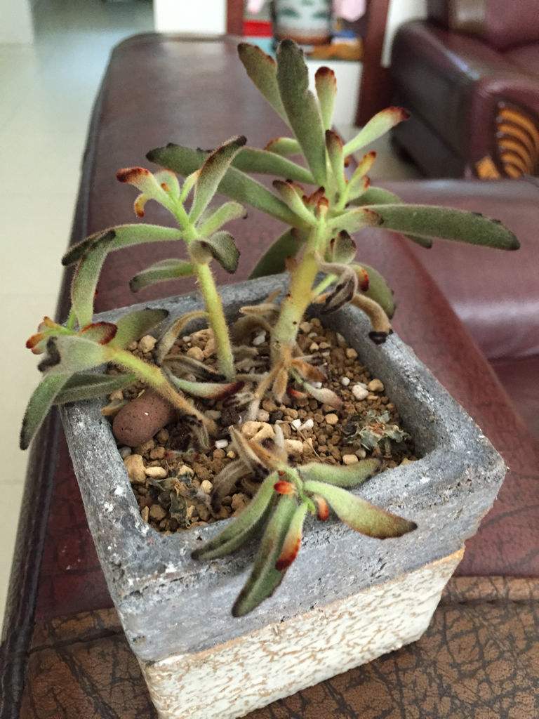 多肉烂根要如何处理？生死回转有妙招，自己在家就能救