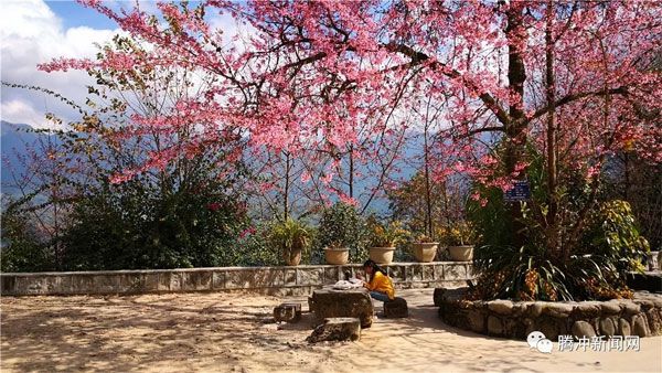 腾冲樱花谷樱花节,腾冲樱花谷最佳观赏季