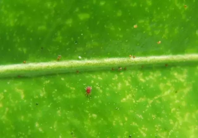 防治柑橘红蜘蛛药剂的药效评价,柑橘使用代森锰锌复配红蜘蛛药剂