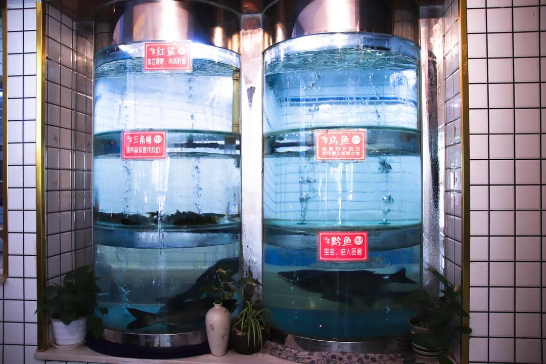 专注制作鱼火锅,专业做鱼蛙火锅整整20年了