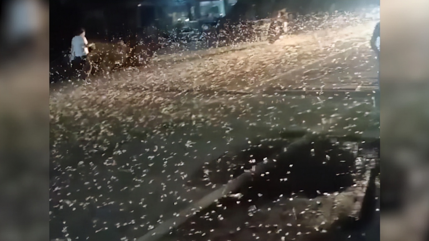 邓州大量飞蛾聚集的原因,邓州一桥面出现大量飞蛾