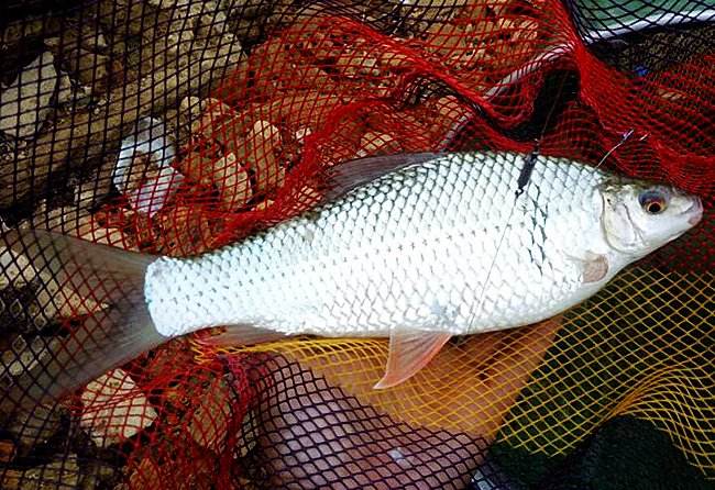 钓土鲮的正确方法与技巧,土鲮垂钓技巧及调漂