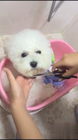 贫穷让我学会了养生,比熊在家怎么自己美容