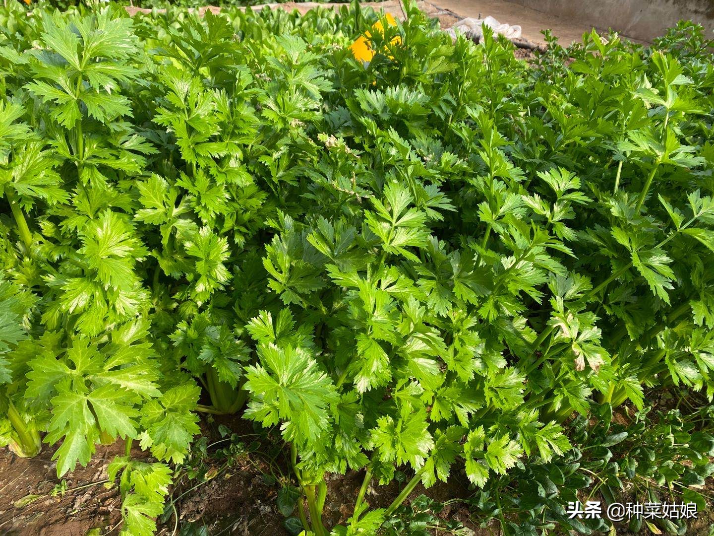 芹菜的种植方法及维护管理,芹菜栽培和管理技术的关系
