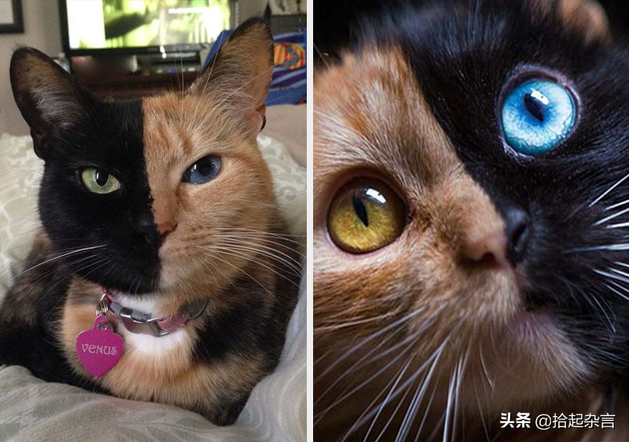 神秘的基因的秘密,神秘的遗传基因