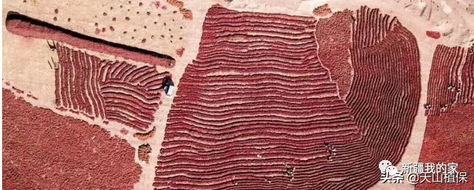 新疆南疆第一区阿拉尔地区,阿拉尔南疆重镇