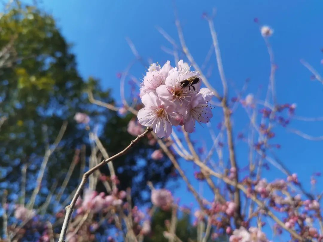 上海顾村公园樱花时间,2022上海顾村公园樱花开了吗