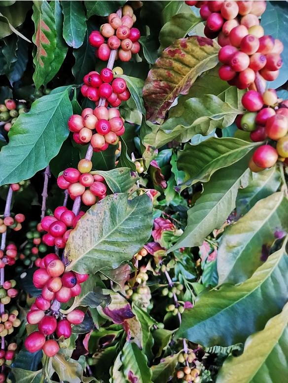 了解西双版纳的风俗和民族文化,西双版纳哈尼族特色民族文化