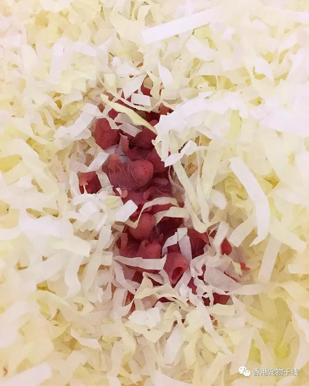 刚出生的小仓鼠几天能睁眼,刚出生的仓鼠宝宝人工怎么养