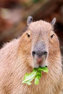 水豚反差,水豚的便便动物们会吃吗