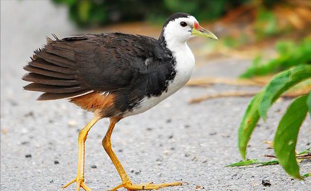 东江揽胜,惠州淡水常见鸟类图谱