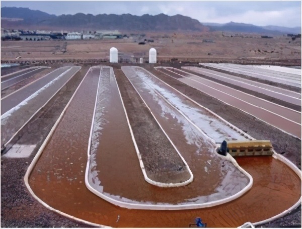 微藻的生物应用前景与展望,微藻产业化关键技术有哪些