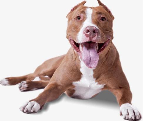 狗狗从小纠正护食训练,如何纠正狗狗的护食坏习惯