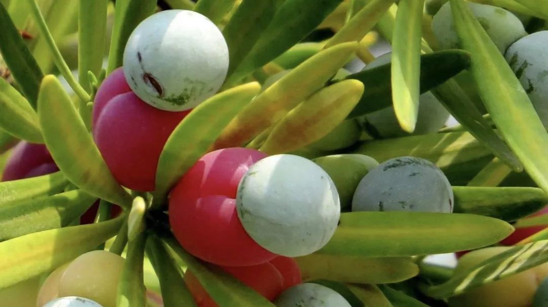 按头安利!5块钱淘宝好物,解决最难搞的收纳问题